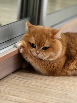 Дети склонны любить животных, потому что они... image preview